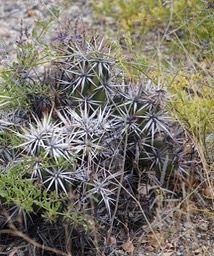 Grusonia invicta, Baja California Club-Cholla, Bahia de los Angeles, Baja California. 1