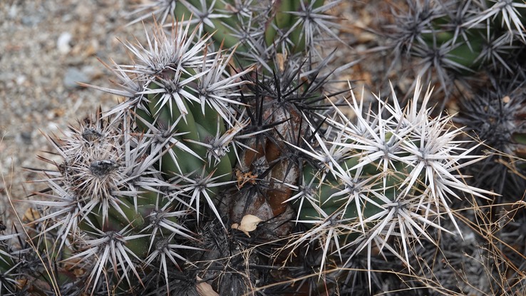 Grusonia invicta, Baja California Club-Cholla, Bahia de los Angeles, Baja California