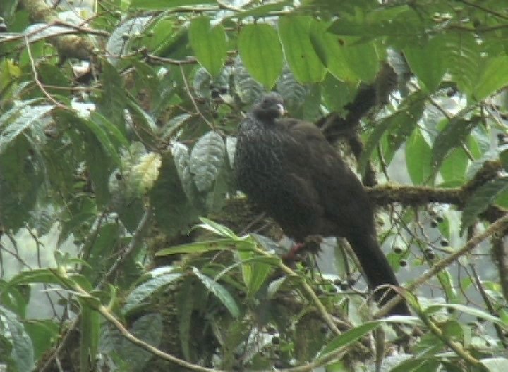 Guan, Andean 1