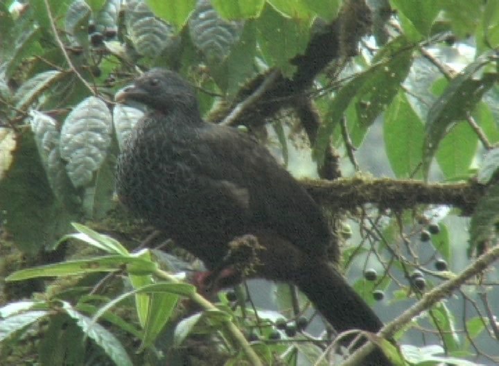 Guan, Andean 2