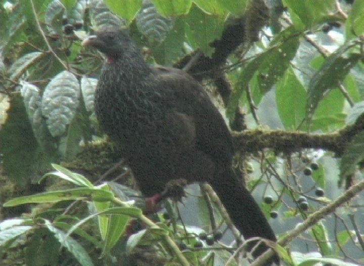 Guan, Andean 3