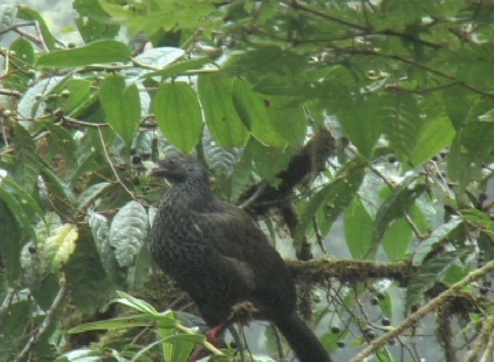 Guan, Andean 4