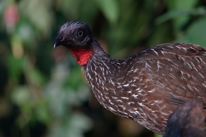 Guan, Band-tailed, Penelope argyrotis3