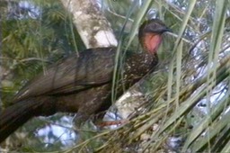 Guan, Crested