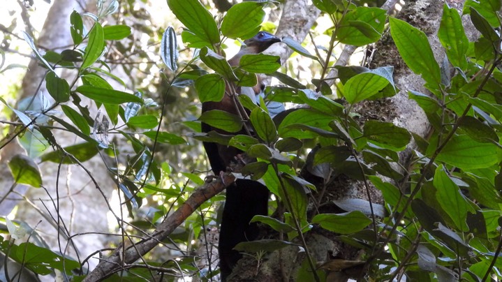 Guan, Sickle-winged (Colombia) 1