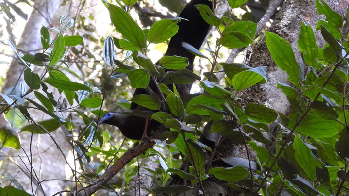 Guan, Sickle-winged (Colombia)2