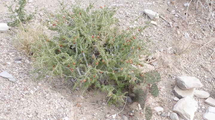 Guiaicum angustifolium, Guayacan 7 Big Bend National Park, Texas (1)