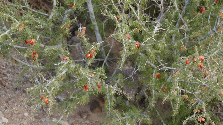 Guiaicum angustifolium, Guayacan 2 Big Bend National Park, Texas