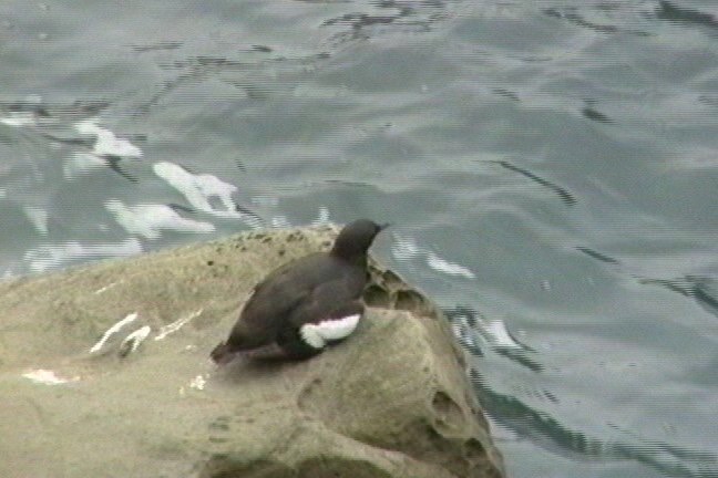 Guillemot, Pigeon 2