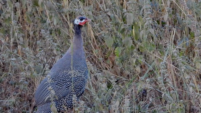 Guineafowl, Helmeted Senegal 2