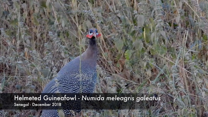 Guineafowl, Helmeted Senegal 1