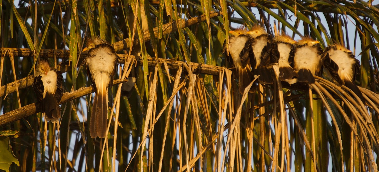 Guira Cuckoo, Guira guira20a