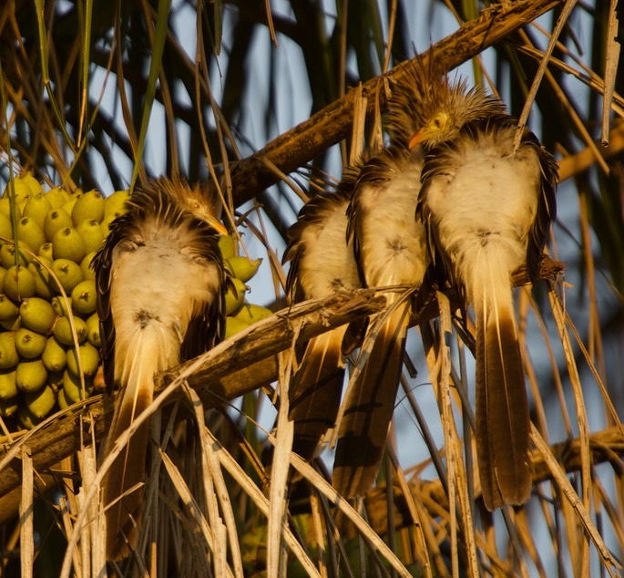 Guira Cuckoo, Guira guira20b