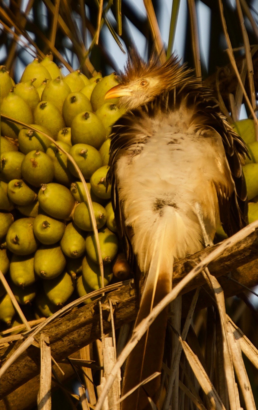 Guira Cuckoo, Guira guira20d