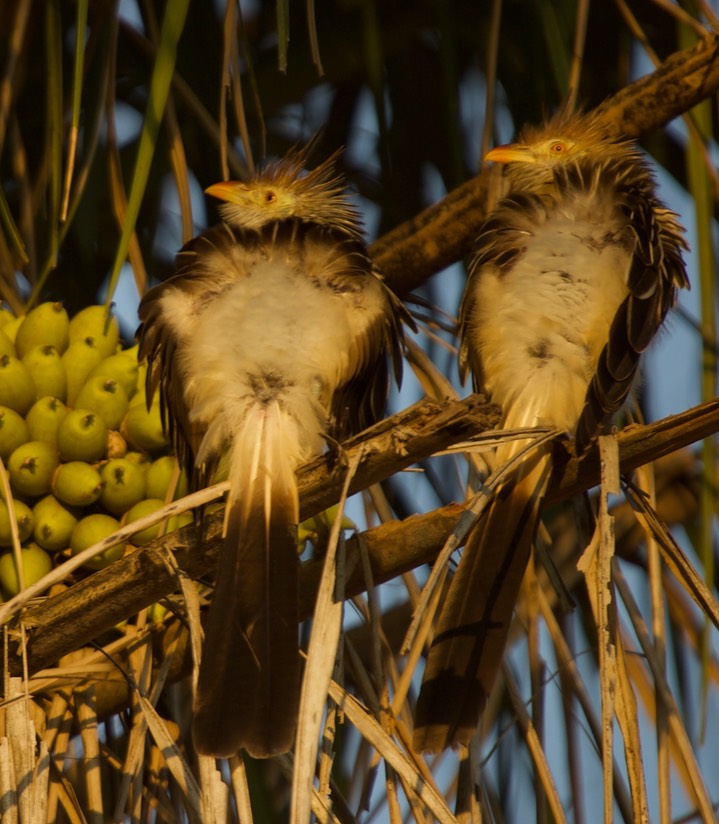 Guira Cuckoo, Guira guira20e