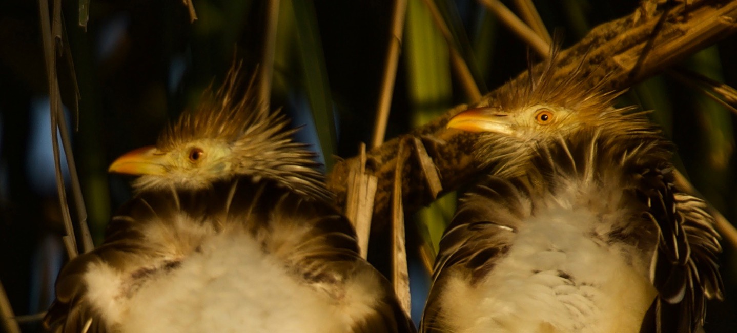 Guira Cuckoo, Guira guira20f