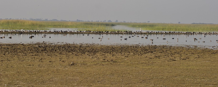 Gujarat Marsh