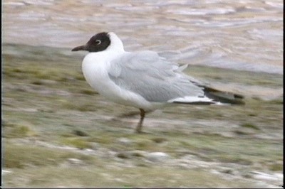 Gull, Andean
