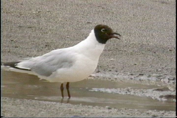 Gull, Andean 4