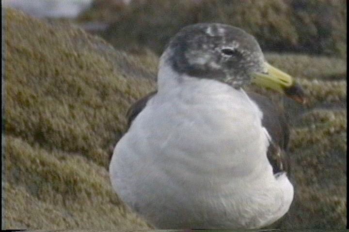 Gull, Band-tailed