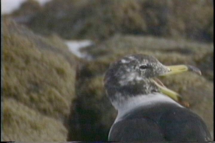 Gull, Band-tailed1