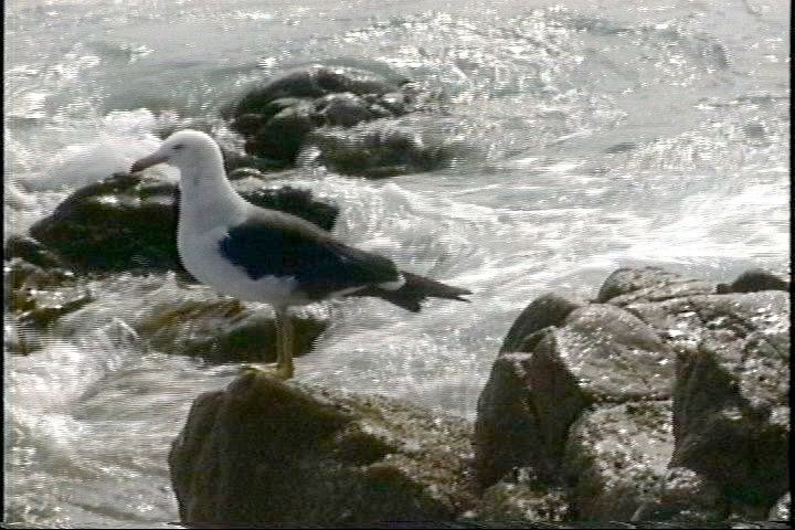 Gull, Band-tailed30