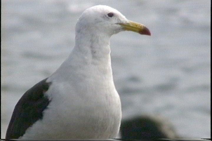 Gull, Band-tailed31