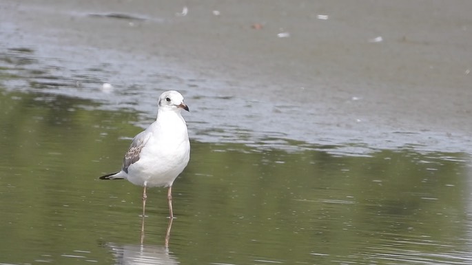 Gull, Black-headed 1