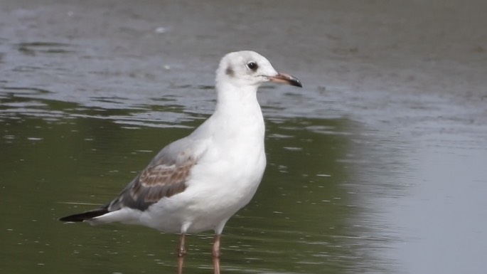 Gull, Black-headed 2