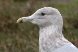 Gull, California 1_1