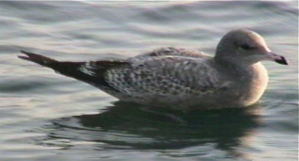 Gull, California 1