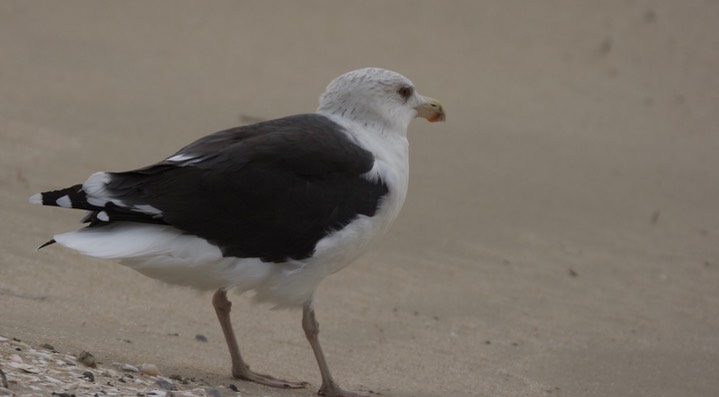 Gull, Great Black-backed MD2