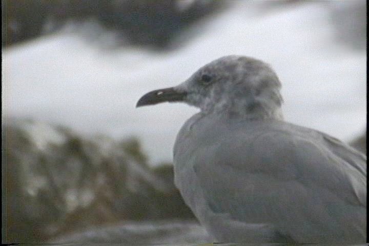 Gull, Grey