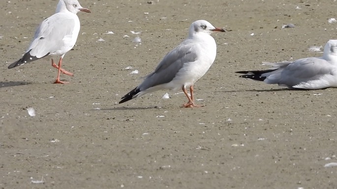 Gull, Grey-headed 1