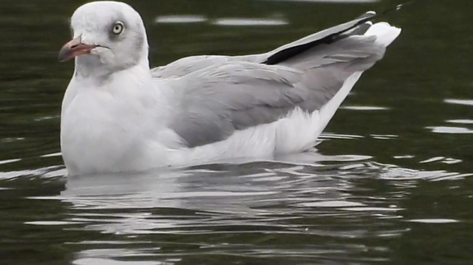 Gull, Grey-headed 3