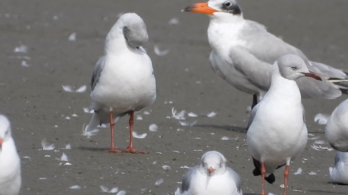 Gull, Grey-headed 4