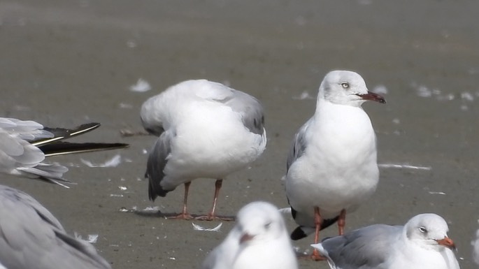 Gull, Grey-headed 5