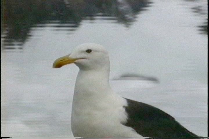 Gull, Kelp