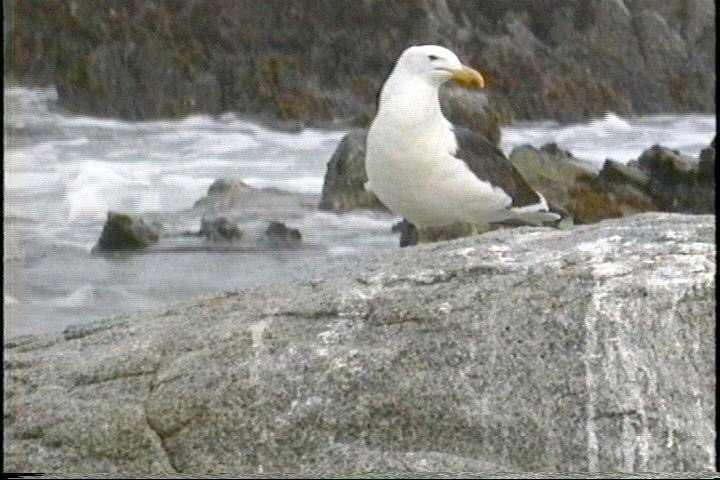 Gull, Kelp1