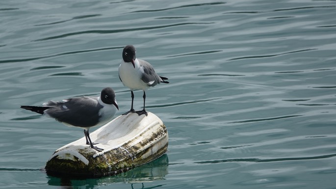 Gull, Laughing 18-2