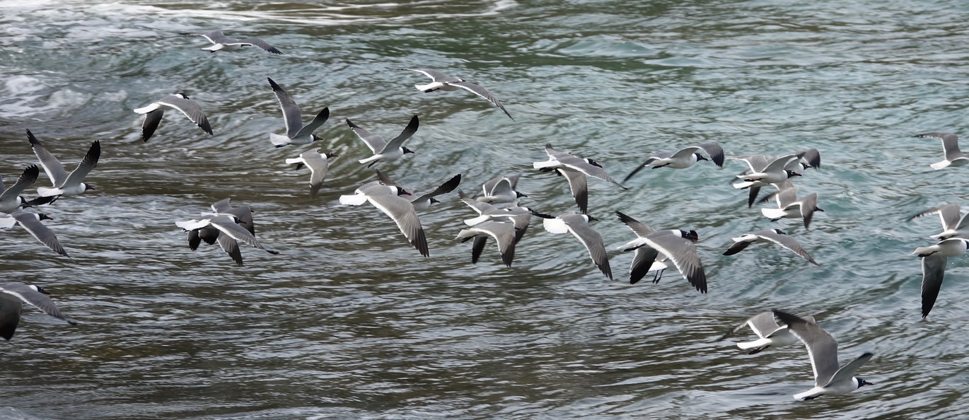 Gull, Laughing 18-3