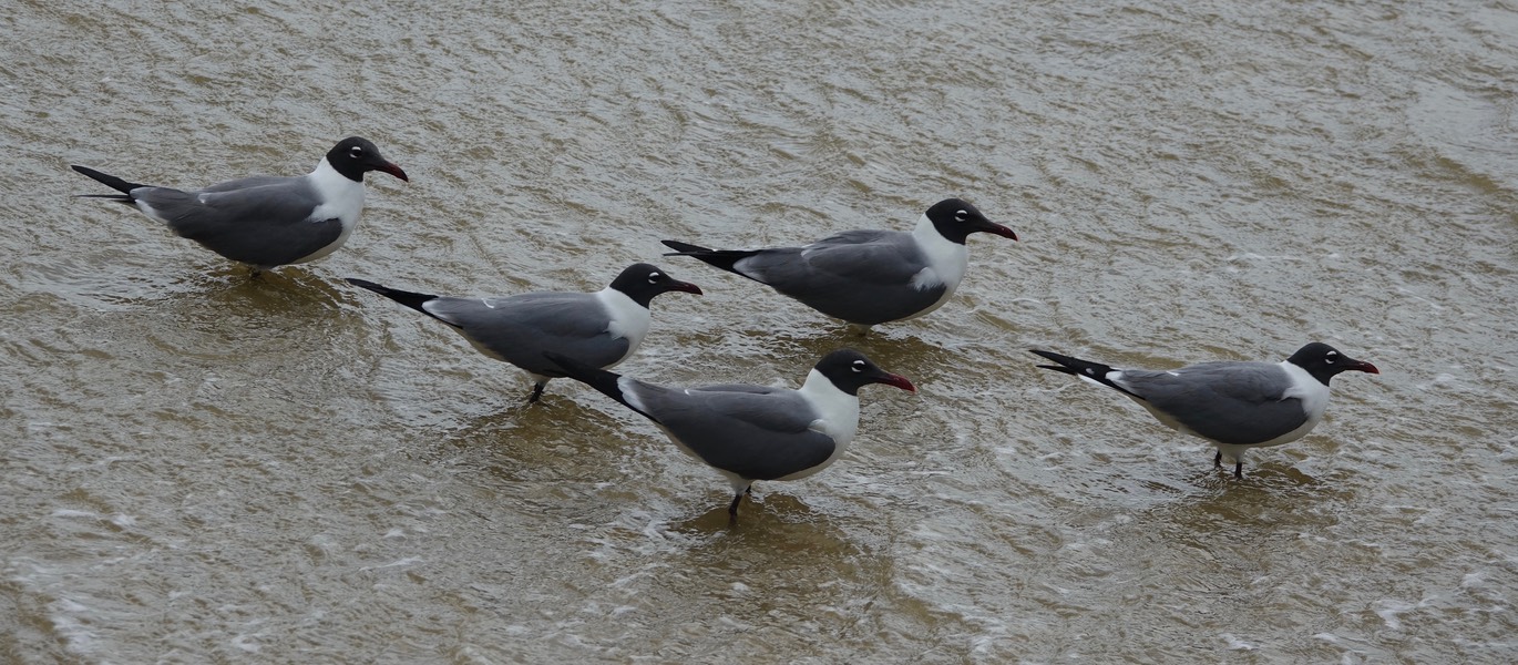 Gull, Laughing 18-4