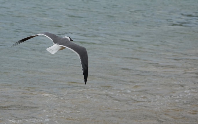 Gull, Laughing 18-5