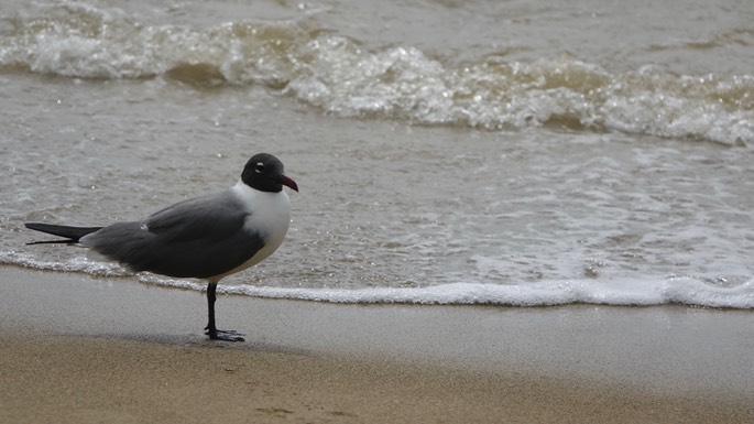 Gull, Laughing 18-7