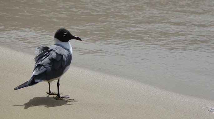 Gull, Laughing 18-8