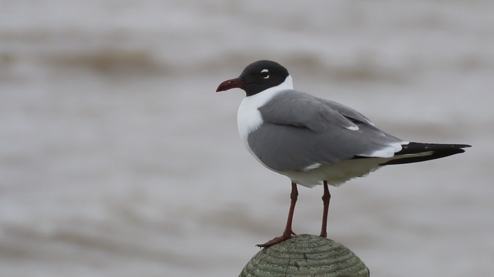 Gull, Laughing 1