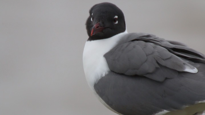 Gull, Laughing 3