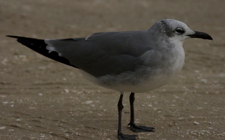 Gull, Laughing e