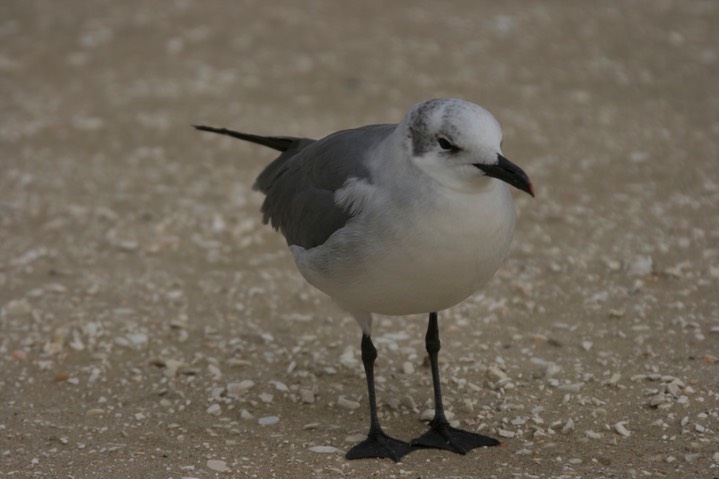 Gull, Laughing f