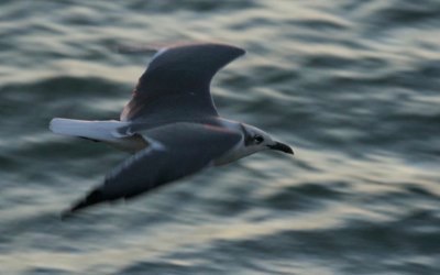 Gull, Laughing_1